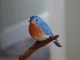 Eastern Bluebird