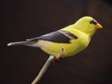 Goldfinch Profile